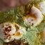 Mezaglel Eggs (2)