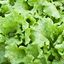 Insalata verde