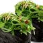 GUNKAN WAKAME