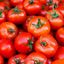 Tomatoes per kg