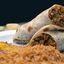 Burritos