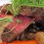 Beef Medallion
