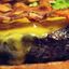 Pub Burger