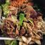 Bulbogi Bibimpab 牛肉拌饭