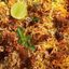 MUTTON BIRYANI