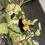 Poblano Crema Corn on the Cob