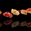 Sushi Masa speciale