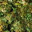 Saag