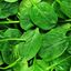 spinach