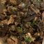 Chicken Marsala