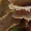 Portion of Doner Kebab Meat
