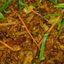 MIX Kotthu