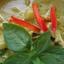 21. KAENG KIEW WAAN (แกงเขียวหวาน).