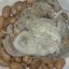 Fagioli con Cipolla