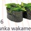 136. GUNKA WAKAME 4U